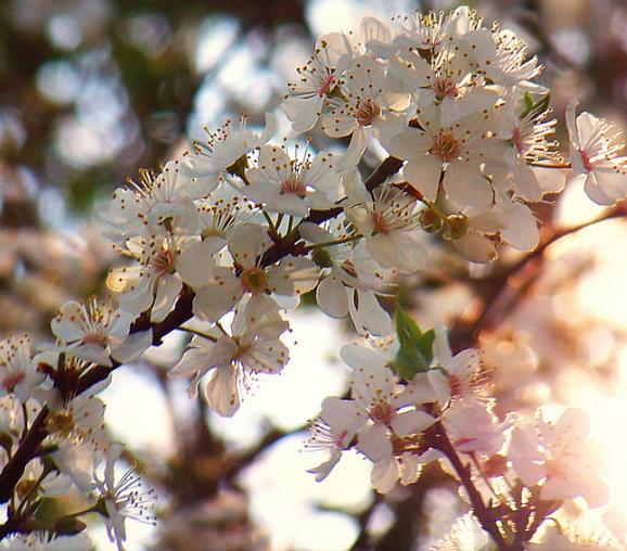 Prunus domestica 'Golden Honey' - Ameixeira, Ameixa Mel Dourado