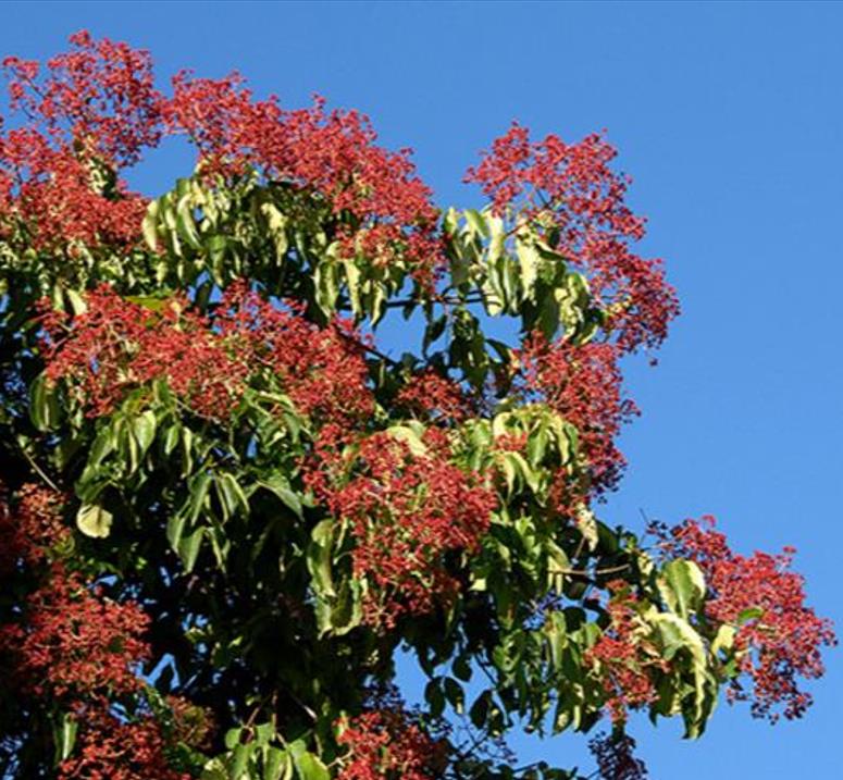 Tetradium danielli (Euodia hupehensis) - Árvore Abelha, Bee-Bee Tree, Árvore do Mel, Evodia