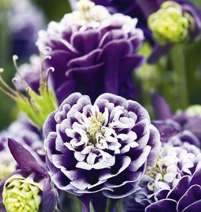 Aquilegia 'Double Pleat' blackberry - Aquilegia Dobrada Flor de Clematis, Columbina Dobrada Plissada Blackberry