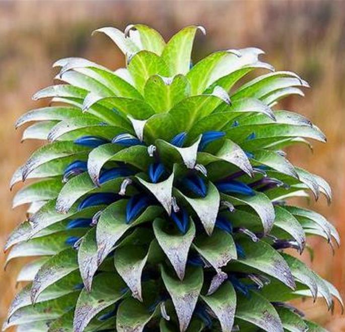 Lobelia gregoriana ssp. Gregoriana  - Lobelia gigante, Lobelia Gin Tônica, Lobelia tree