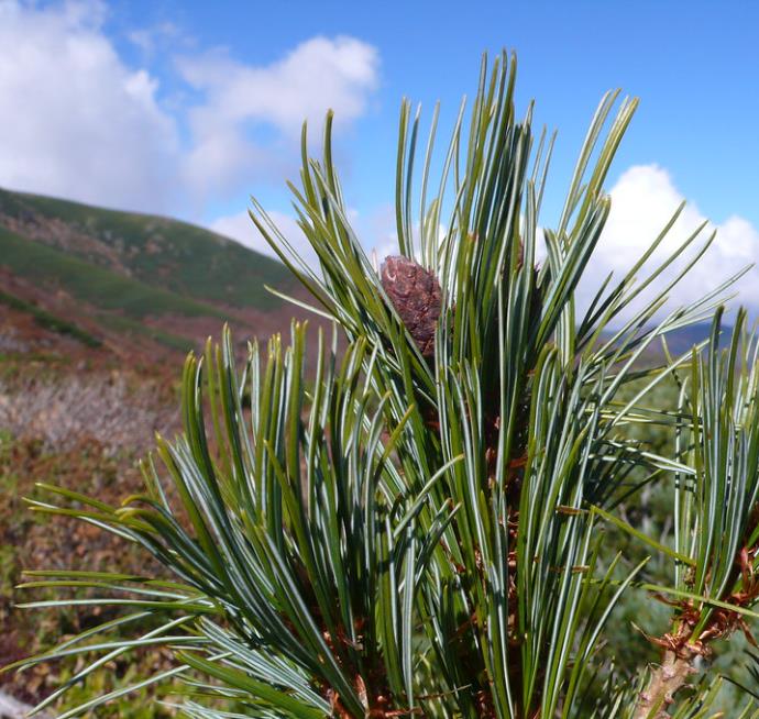 Pinus pumila - Pinheiro Anão, Pinheiro de Pedra Anão, Pinheiro Anão Japonês, Pinheiro de Pedra