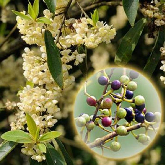 Litsea cubeba - Pimenta da Montanha, May Chang, Litsea Aromática, Cubeba, Pimenta de Java