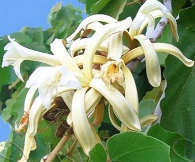 Pterospermum acerifolium - Árvore de karnikara, Árvore Bayur, Dinner Plate Tree