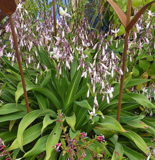 Arthropodium cirratum - Lírio Rocha da Nova Zelândia, Lírio Renga, Rengarenga