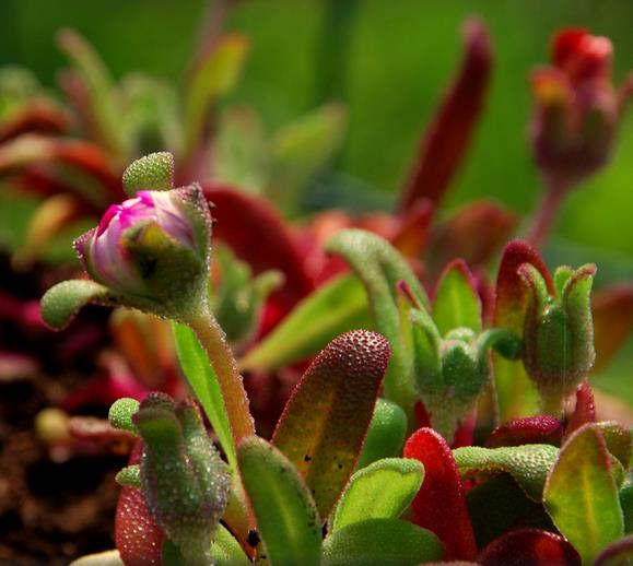 Dorotheanthus bellidiformis mix (Mesembryanthemum criniflorum) - Tapete mágico, Planta gelo, Fábrica de gelo, Magic carp