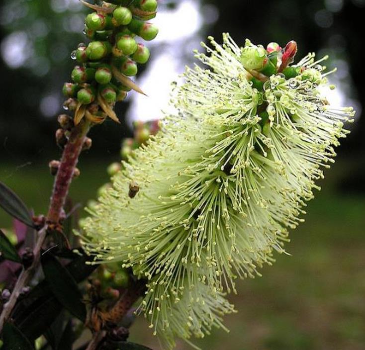 Callistemon viridiflorus (Melaleuca virens) - Escova de Garrafa verde-limão, Green Bottlebrush, Escova de Garrafa das Mo