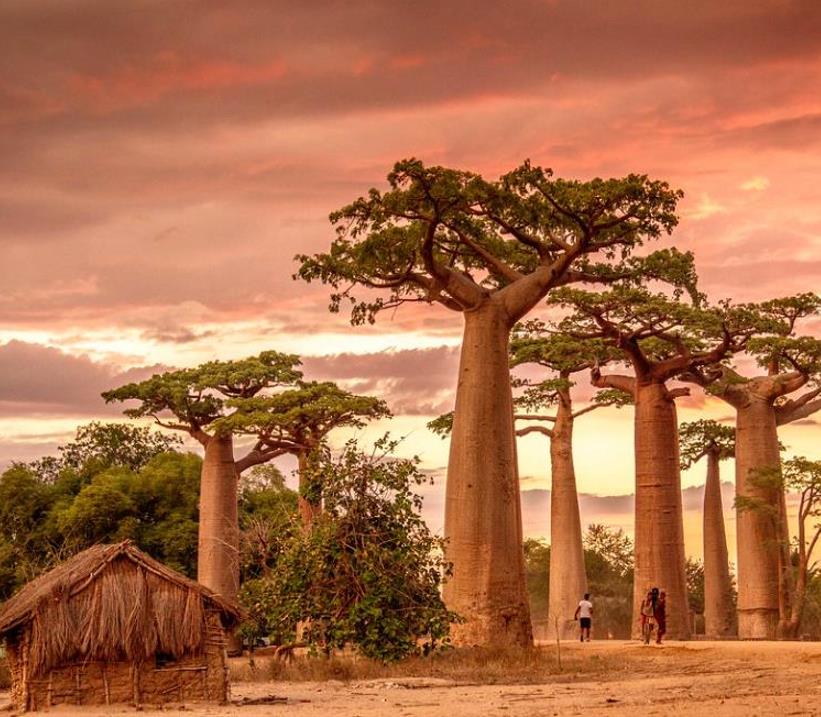 Adansonia grandidieri - Baobá Grandidieri, Baobá de Madagascar, Baobá de Morondava
