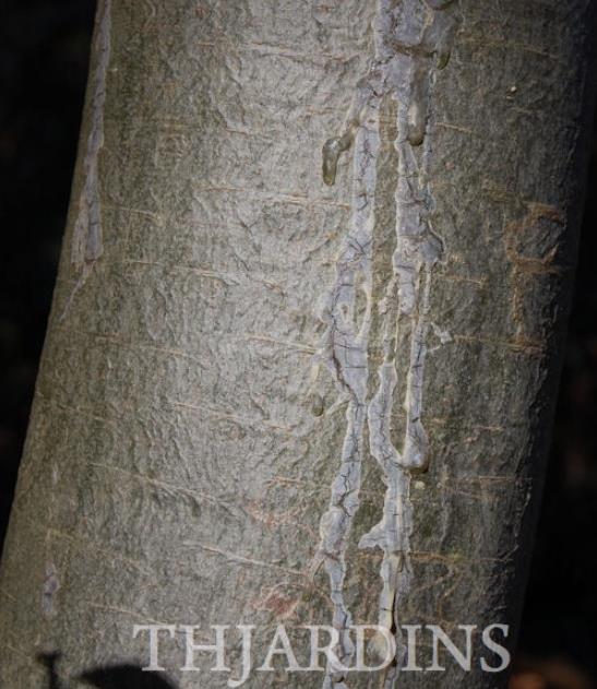 Pinus armandii - Davids Pine, Pinheiro Branco Chinês, Hua Shan Song (Chinês)