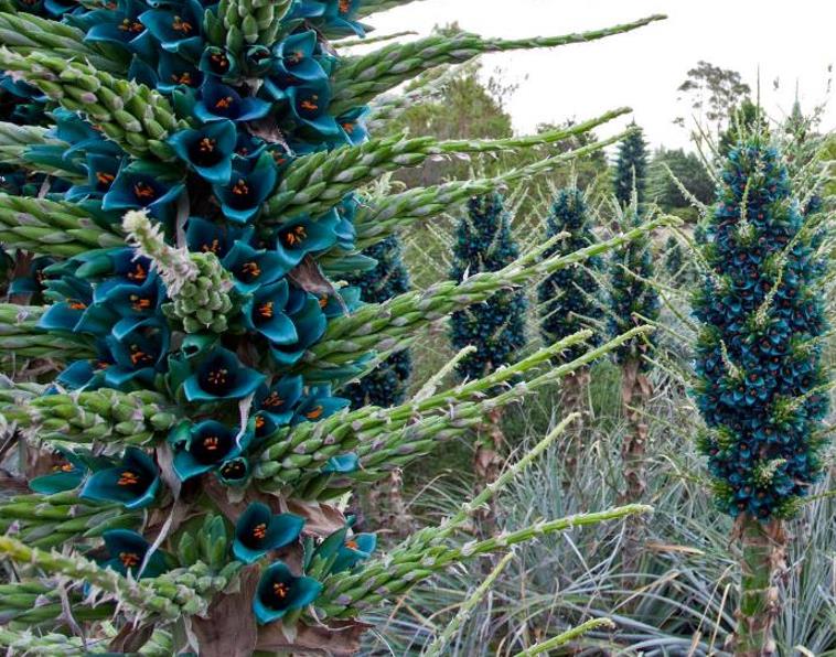 Puya alpestris - Bromélia Torre de Safira, Bromélia Flor Azul Pavão, Bromélia Alpestris