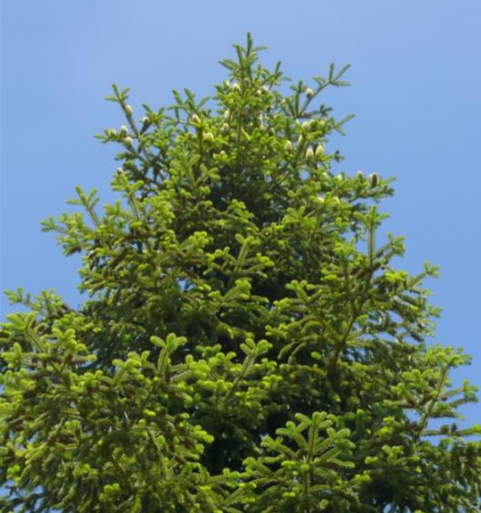 Abies nordmanniana Subsp. Equi-trojani - Abeto Caucasiano, Abeto De Trojan, Abeto Cavalo de Tróia, Pinheiro da Turquia