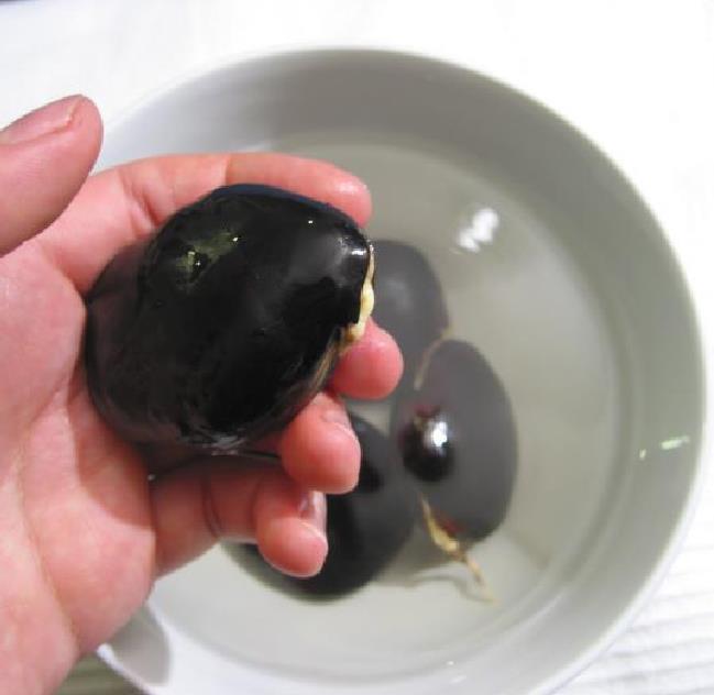 Mucuna macrocarpa - Trepadeira Jade Bicolor, Trepadeira Jade Negra