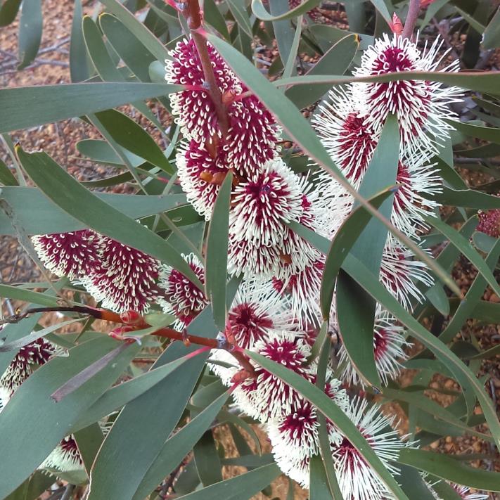 Hakea multilineata - Protea Hakea Multilineata, Hakea Folha de Lança, Hakea Folha de Gramíneas
