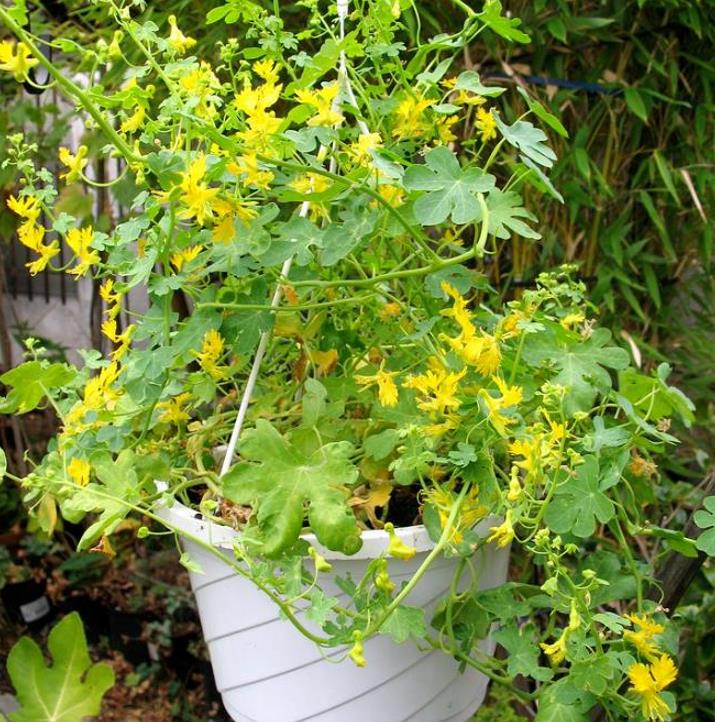 Tropaeolum peregrinum - Trepadeira Pássaro Peregrino, Canários Peregrinos, Canary Bird, Canary Creeper