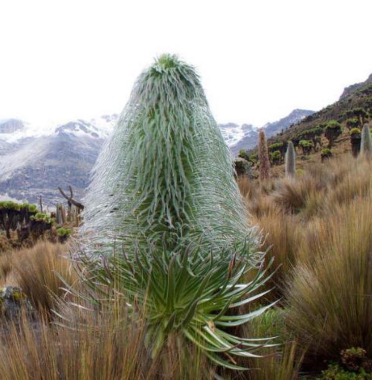 Lobelia telekii - Lobelia Gigante, Lobelia Primo Itt, Cousin Itt Lobelia