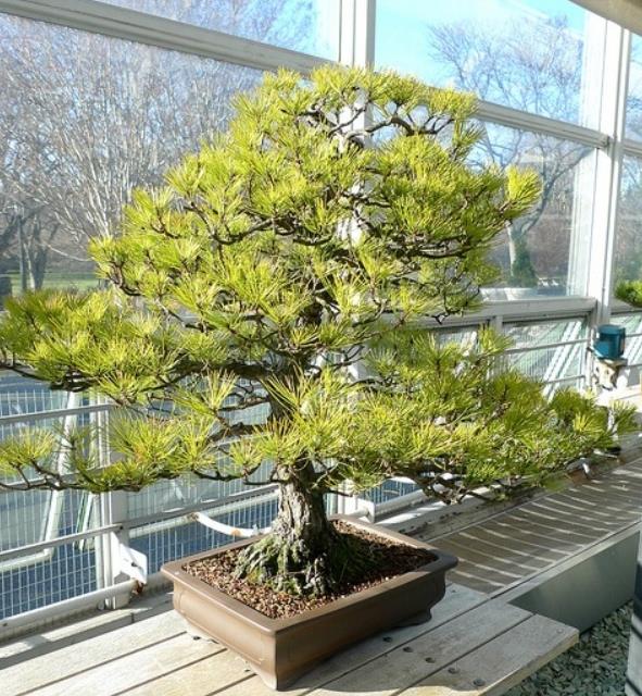 Pinus densiflora - Pinheiro japonês vermelho, Japanese red pine, Akamatsu