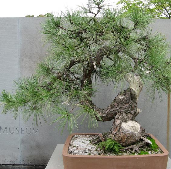 Pinus ponderosa - Pinheiro ponderosa, Pinheiro amarelo, Pinheiro Blackjaks