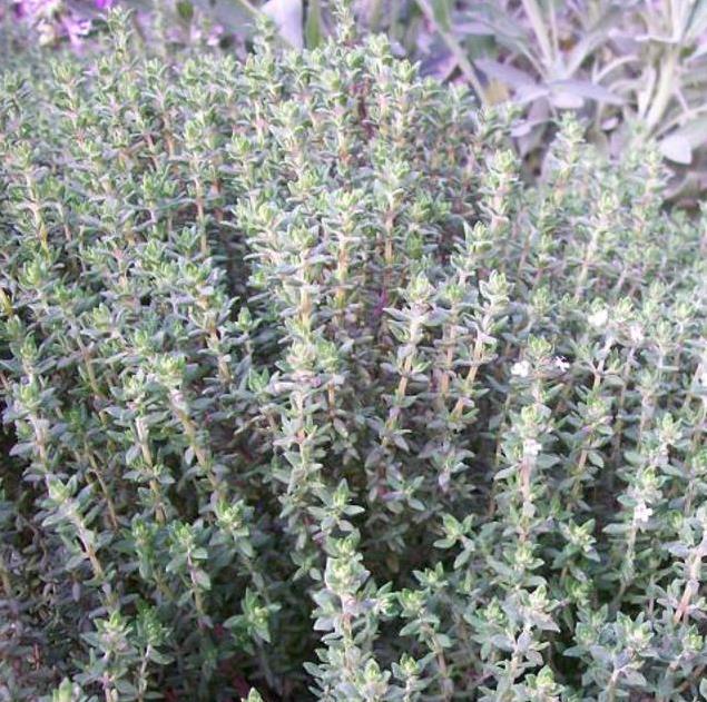 Thymus vulgaris Provence - Tomilho Francês, Tomilho da Provença, Tomilho Provençal, Timo Francês