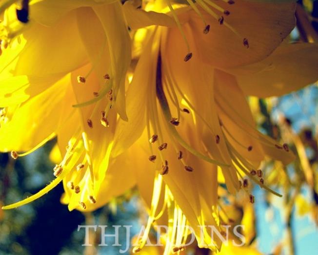Sophora tetraptera - Kowhai, Árvore Laburnum da Nova Zelândia
