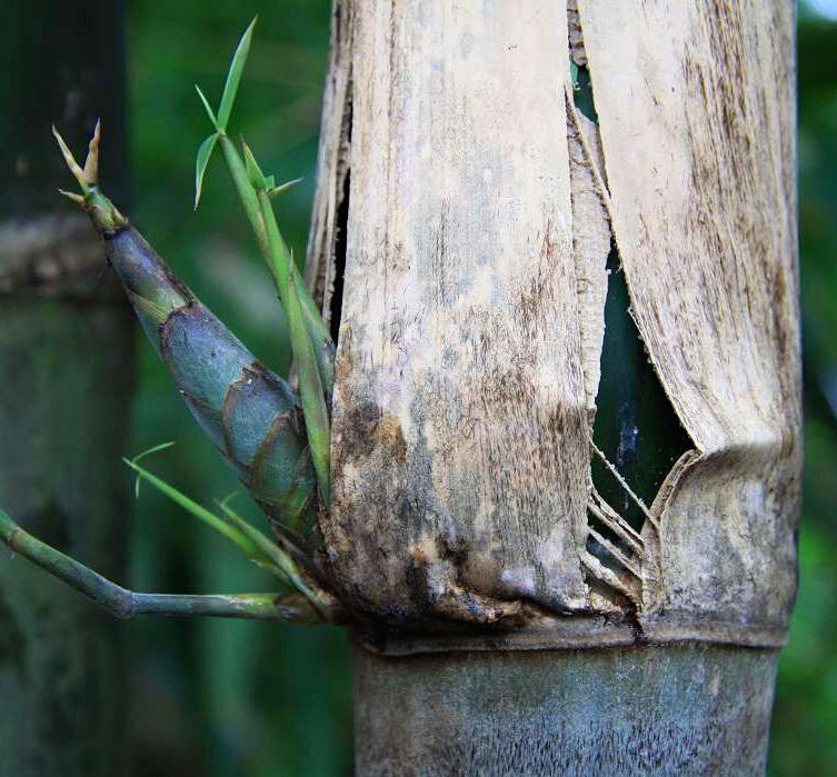 Gigantochloa apus - Bambu Gigante Tabashir, Bambu Tali, Giant Tabashir Bamboo