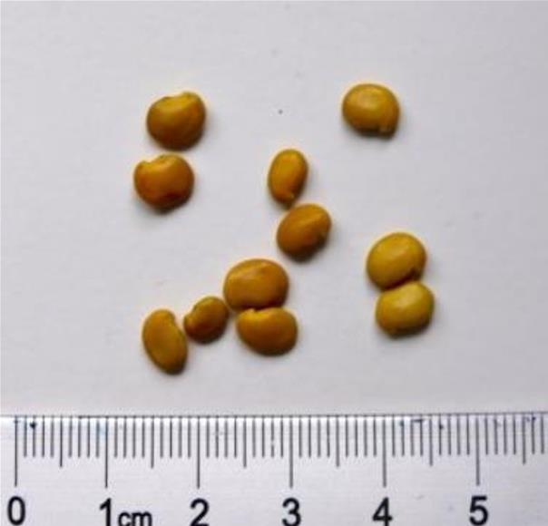 Bolusanthus speciosus - Wisteria Africana, Árvore Glicínia da Rodésia, Árvore Madeira Elefante