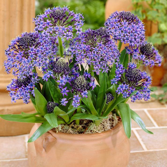 Scilla peruviana - Lirio do Caribe, Estrela do Peru, Lírio Cubano, Jacinto de Portugal