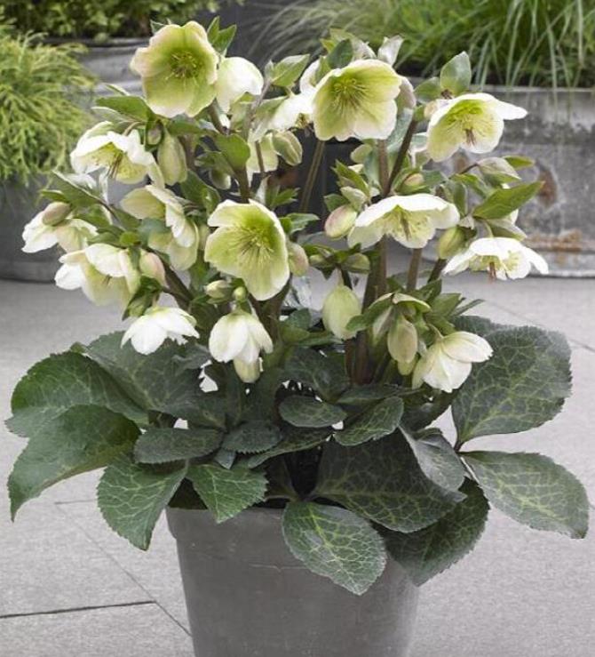 Helleborus argutifolius - Heléboro da Córsega, Rosa de Natal da Córsega, Flor de Cristo, Heléboro Folhas d