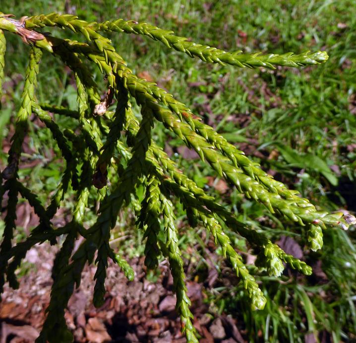 Athrotaxis laxifolia - Pinheiro Atrotaxia, Atrotaxia de Cume, Cedro da Tasmânia, Cedro Summit