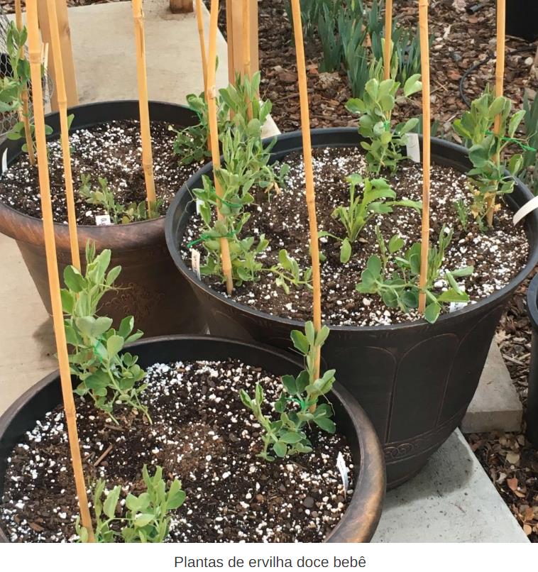 Lathyrus odoratus x belinensis 'Erewhon' - Ervilha Doce 'Erewhon', Trepadeira Ervilha de Cheiro 'Erewhon', Lathyrus odor