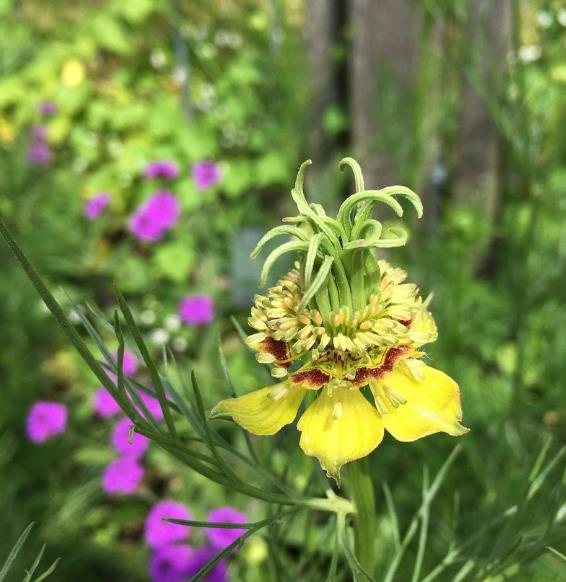 Nigella orientalis 'Transformer', Nigella transformer - Nigella Transformadora, Amor na Névoa, Yellow Love in a Mist, Fl