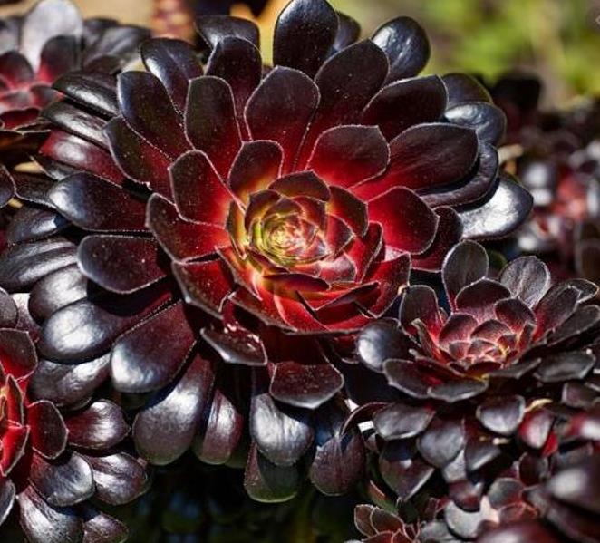 Aeonium arboreum Atropurpureum 'Zwartkop' - Rosa Negra, Aeonium Negro Arbóreo, Rosa Negra de Pedras