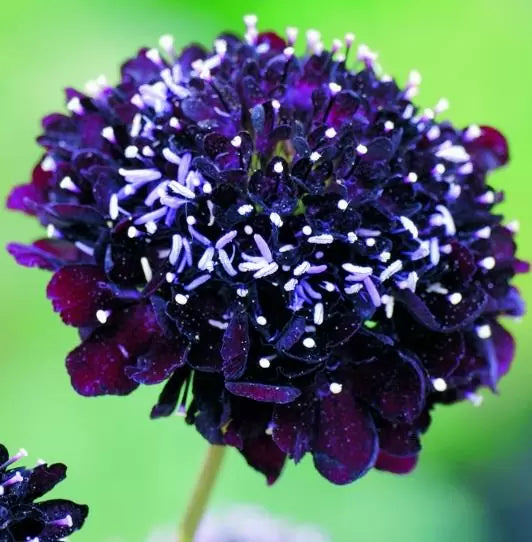 Scabiosa atropurpurea Florist Dark Blue -  Flor da Saudade, Doce escabiosa, Escabiosa dos Jardins (Azul Escuro)