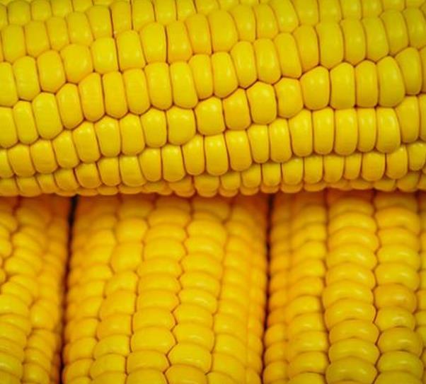 Zea mays Paraguayan Chipa (C.O) - Milho Chipa Paraguaio (C.O)