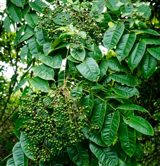 Zanthoxylum rhetsa (Zanthoxylum limonella) - Pimenta Sichuan indiana, Pimenta tirphal,Triphal pepper, Teppal pepper