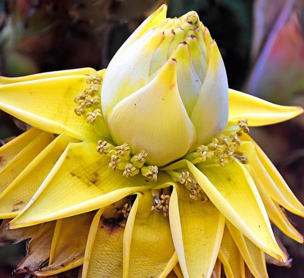Musella lasiocarpa - Banana Lotus Dourada, Lótus dourada, Banana anã chinesa