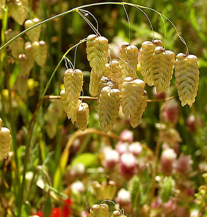 Briza maxima - Grama Chocalho, Grama Abelhinha, Grama Pérola, Quaker Grass