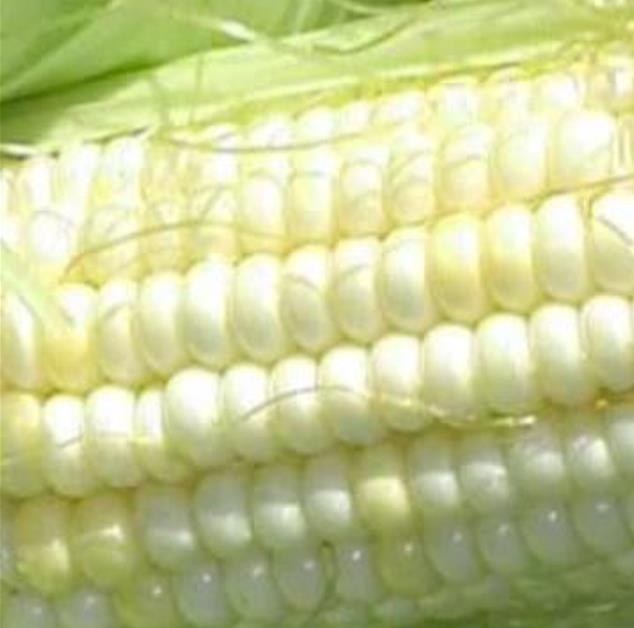 Zea mays Stowell's Evergreen (C.O.) - Milho Doce Perene de Stowell, Milho Doce Perene