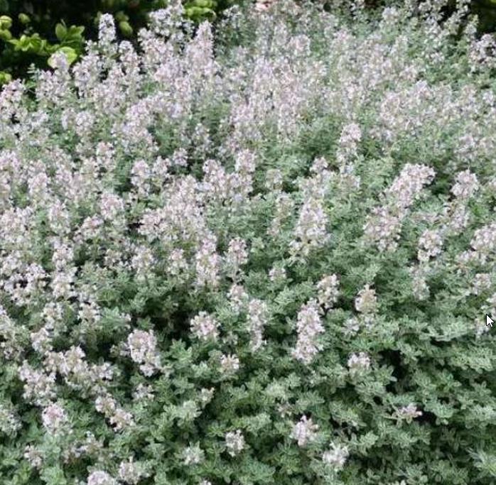 Thymus vulgaris Provence - Tomilho Francês, Tomilho da Provença, Tomilho Provençal, Timo Francês