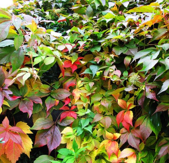 Parthenocissus quinquefolia - Trepadeira da Virginia, Hera Americana, Virginia Creeper, Videira Virgem