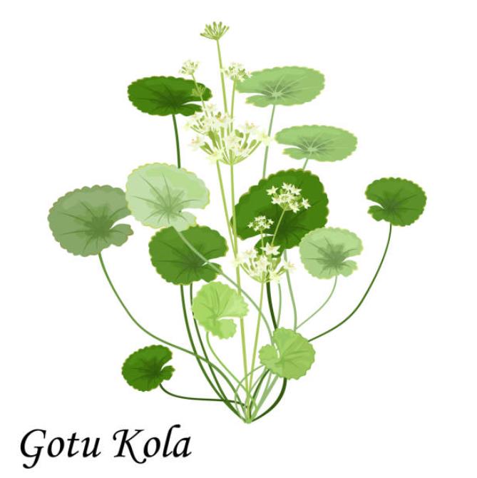 Centella asiatica - Centelha Asiática, Gotu kola, Brahmi