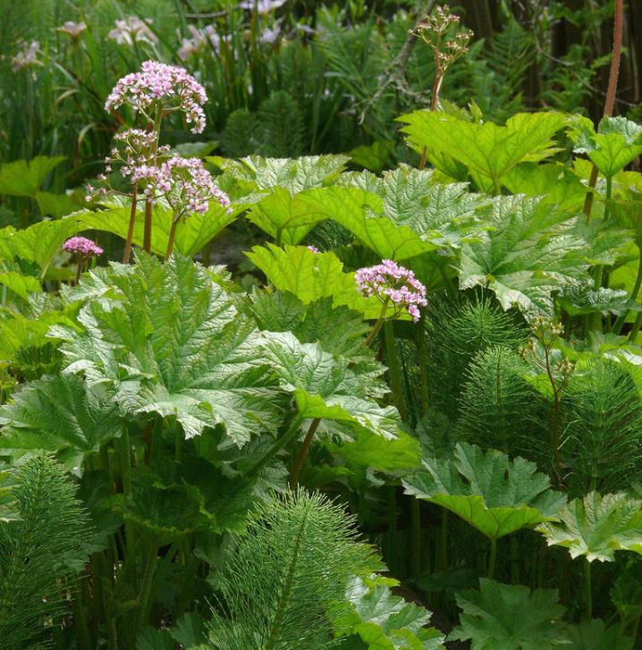 Darmera peltata (Peltiphyllum peltatum) - Planta Guarda-Chuva, Ruibarbo Indiano,Umbrella Plant, Indian Rhubarb