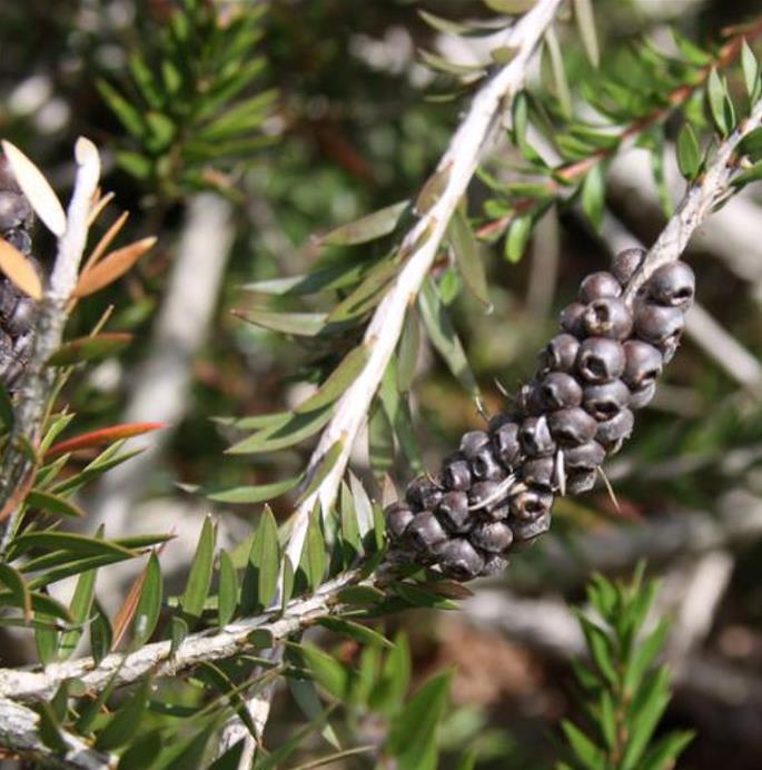 Callistemon viridiflorus (Melaleuca virens) - Escova de Garrafa verde-limão, Green Bottlebrush, Escova de Garrafa das Mo