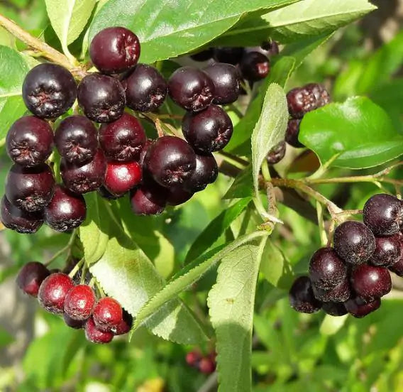 Aronia melanocarpa (Photinia melanocarpa) - Cereja negra, Aronia berry, Black chokeberries
