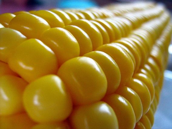 Zea mays Dorinny Sweet (C.O) - Milho Doce Dorinny