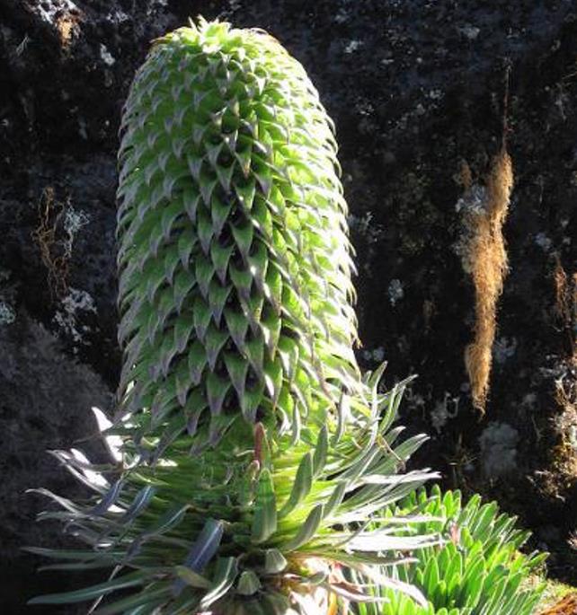 Lobelia gregoriana ssp. Gregoriana  - Lobelia gigante, Lobelia Gin Tônica, Lobelia tree