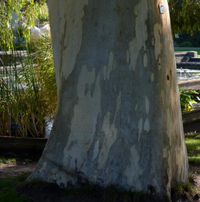 Eucalyptus aggregata - Eucalipto Goma Preta, Black Gum Eucalyptus