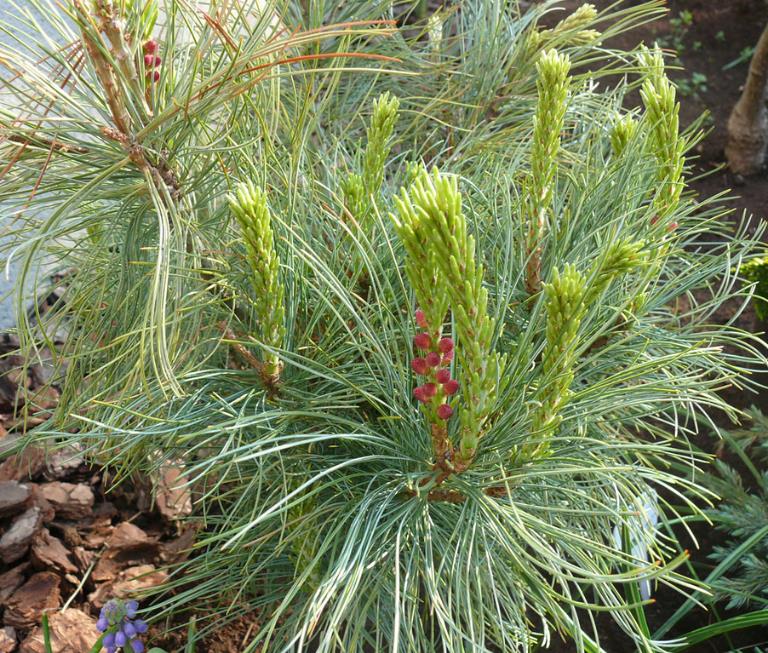 Pinus pumila - Pinheiro Anão, Pinheiro de Pedra Anão, Pinheiro Anão Japonês, Pinheiro de Pedra