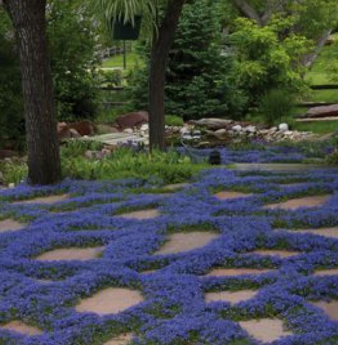 Aubrieta giant Superbissima mix - Agrião de Rocha Soberba, Aubrieta de Rocha Soberba Gigante