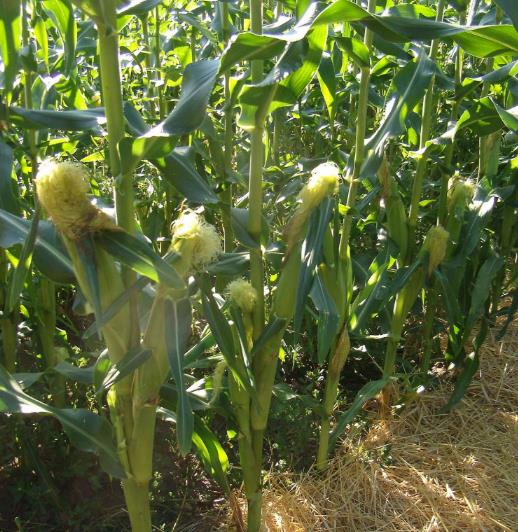 Zea mays True Gold (C.O) - Milho Doce Ouro Verdadeiro