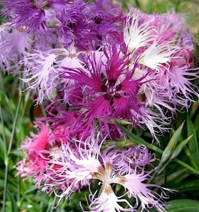 Dianthus superbus hybrids mix - Flor Divina, Rosa de Franja Soberba, Rosa Soberba, Cravo da Índia Soberbo