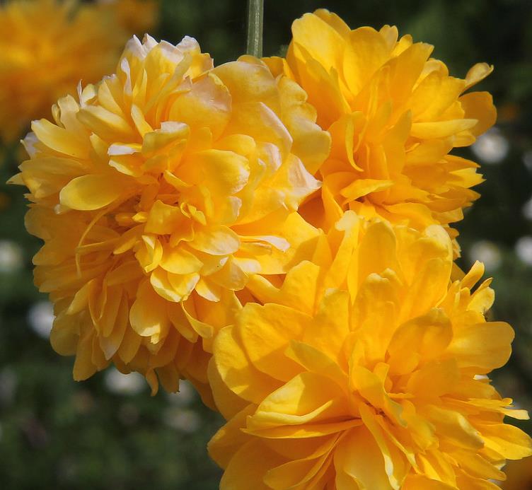 Kerria japonica 'Pleniflora' - Rosa Japonesa Dobrada, Malva de Judeu, Rosa da Páscoa, Botões de Bacharel